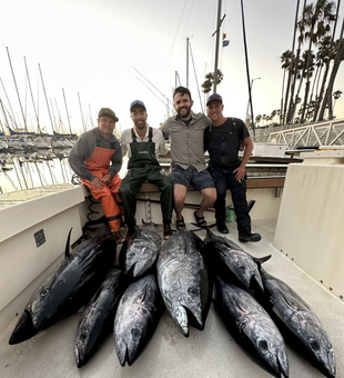 The Tuna are biting in Huntington Beach!